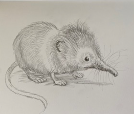 Jim Kay's Original Shrew Sketch Image